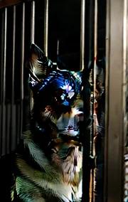 Shadow Tales: the Third