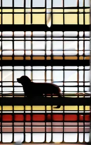 The Pet