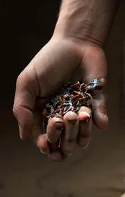 Rewriting Singularity